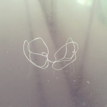 insectos-brancos-de-nieves